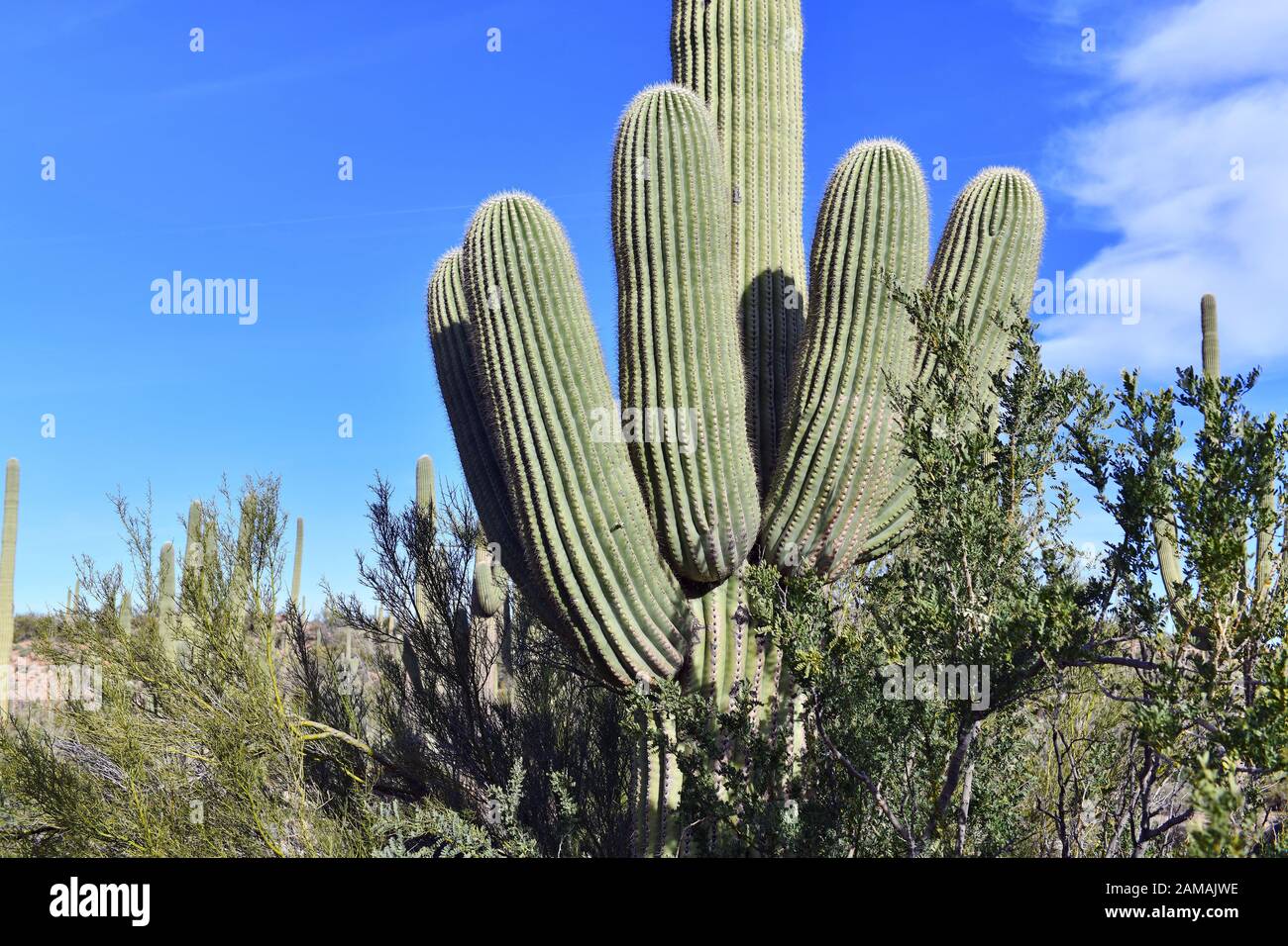 Saguaro Cactus here growing in the Sonoran Desert Arizona, USA also ...