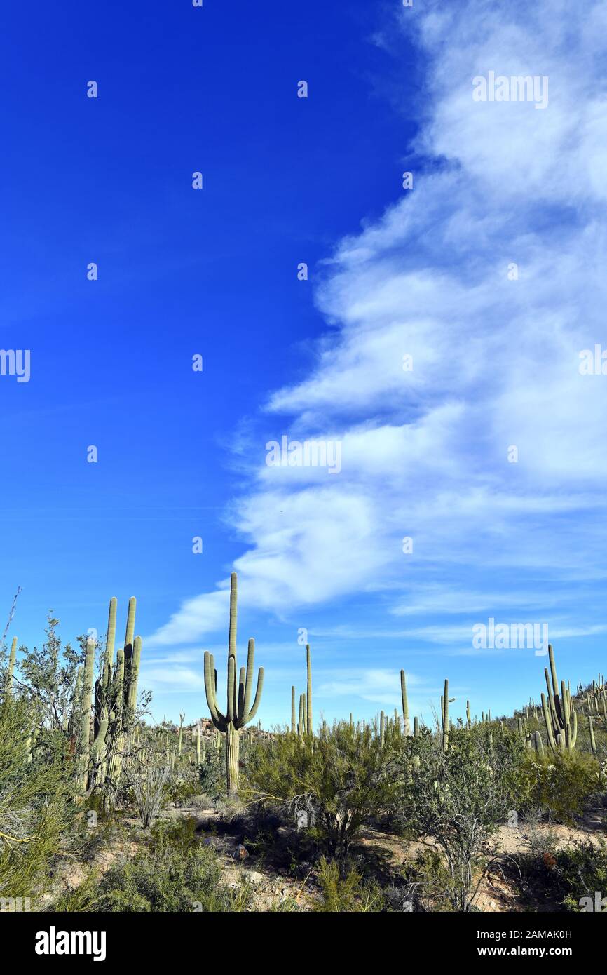 Saguaro Cactus here growing in the Sonoran Desert Arizona, USA also ...