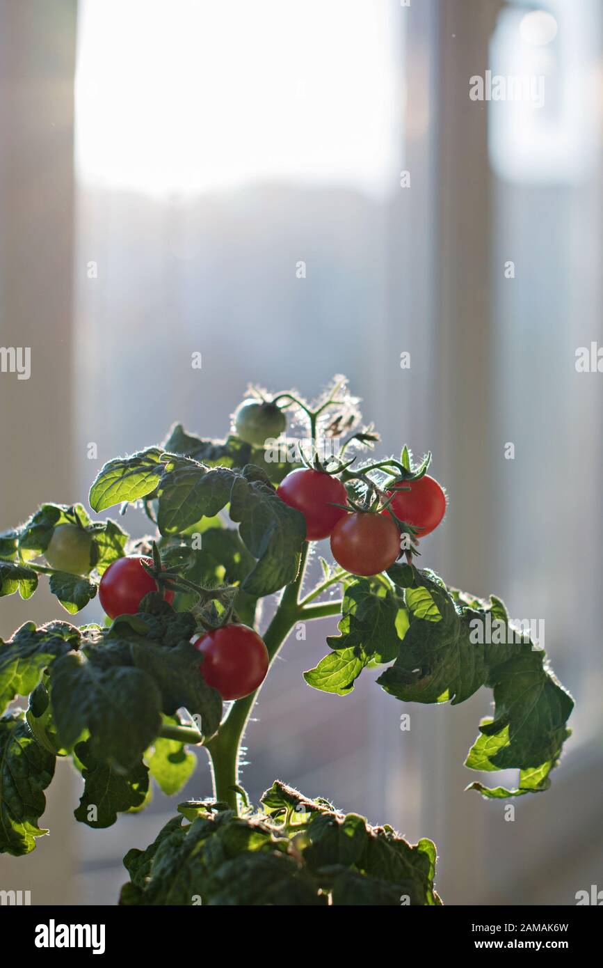 Cherry tomato plant with green and red tomatoes in a pot on the windowsill on a balcony, urban gardening, copy space. Stock Photo