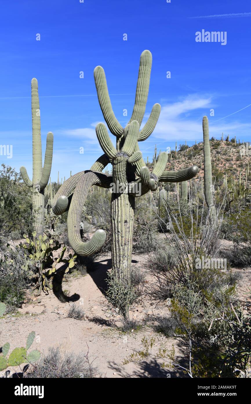 Saguaro Cactus here growing in the Sonoran Desert Arizona, USA also ...