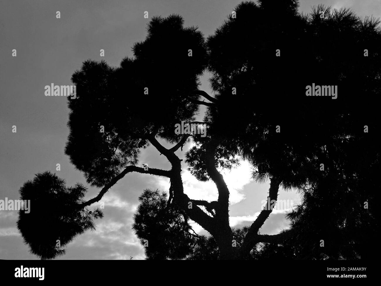 Silhouette of a tree against cloudy skies Stock Photo - Alamy