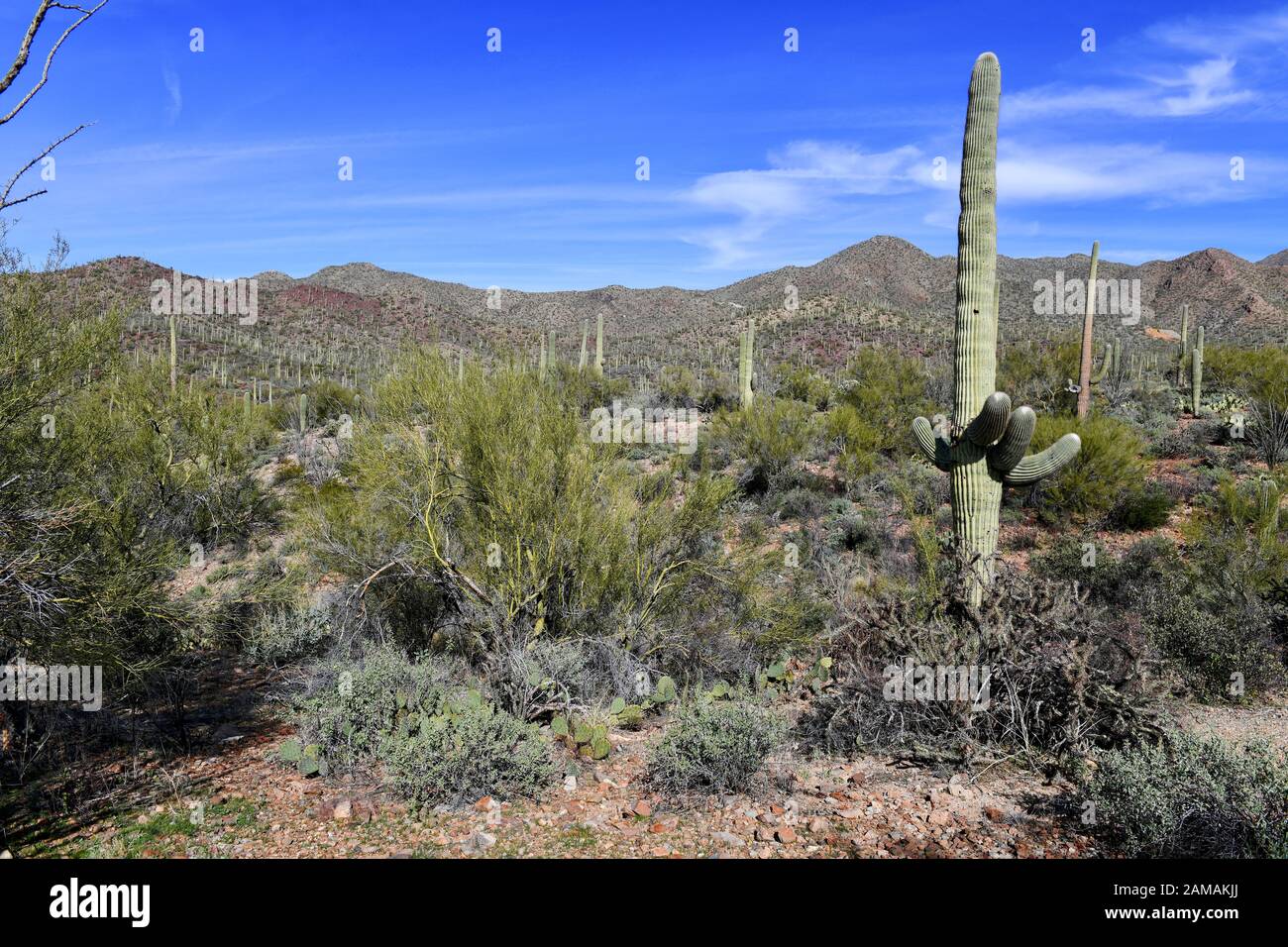 Saguaro Cactus here growing in the Sonoran Desert Arizona, USA also ...