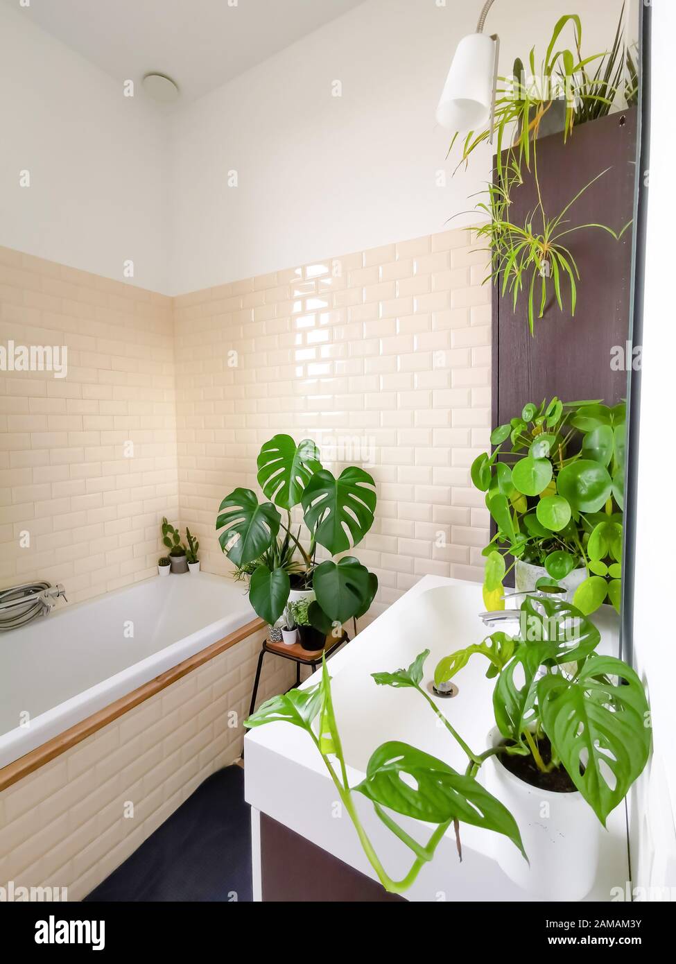 Bathroom plants hires stock photography and images Alamy