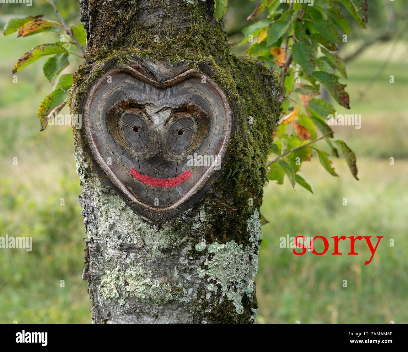 Sorry card to say sorry to beloved people and friends. Beautiful natural heart shaped face in a tree trunk, greenery in the background. Stock Photo