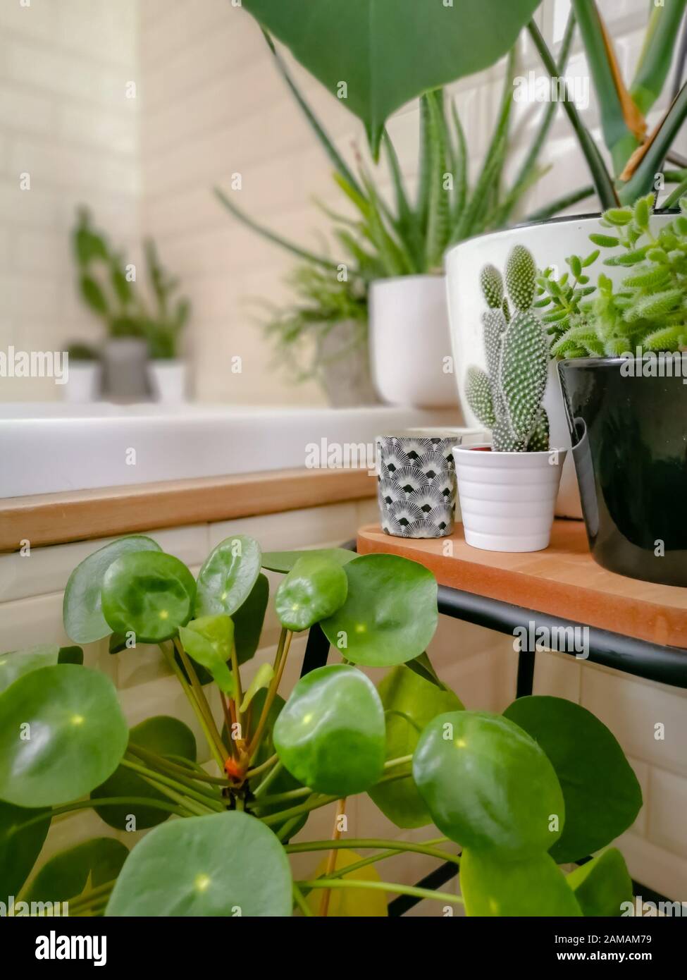 Bright bathroom with subway tiles and a large variety of green potted plants such as a pancake plant and cactus plants creating an urban jungle Stock Photo