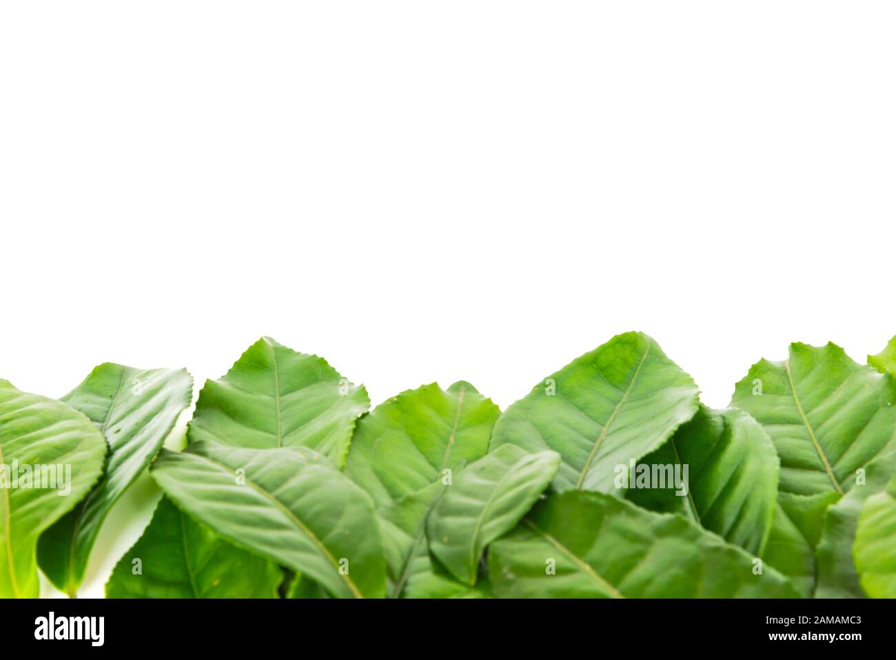 Studio shot leaves frame made from organic green tea collection ...