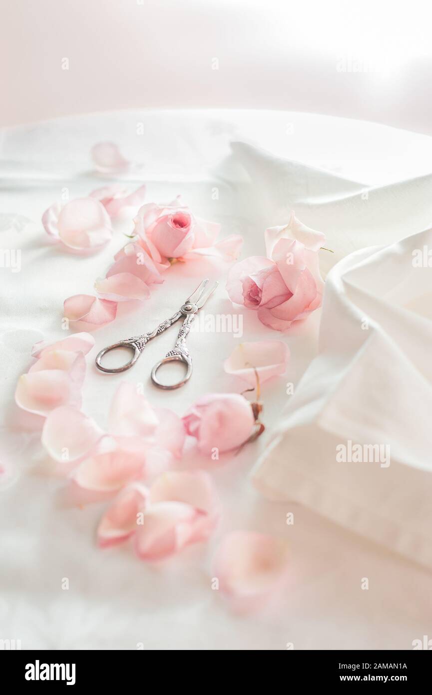Pink rose flowers preparation with vintage  silver scissors. Stock Photo