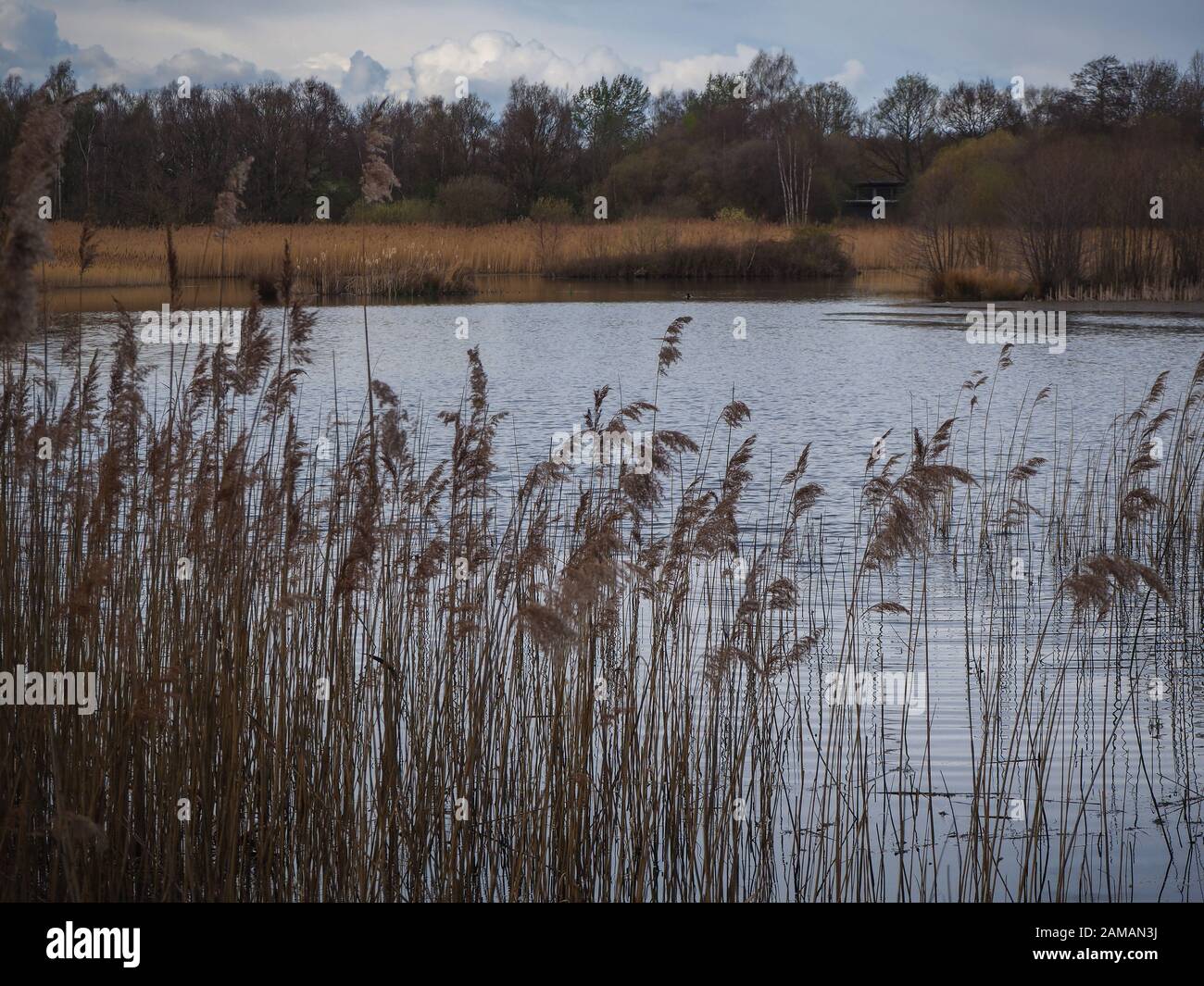 Reeds surrounding a lake at Potteric Carr Nature Reserve in Doncaster, South Yorkshire Stock Photo