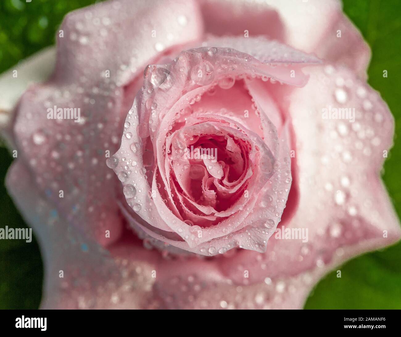 Pink rose petals falling hi-res stock photography and images - Alamy