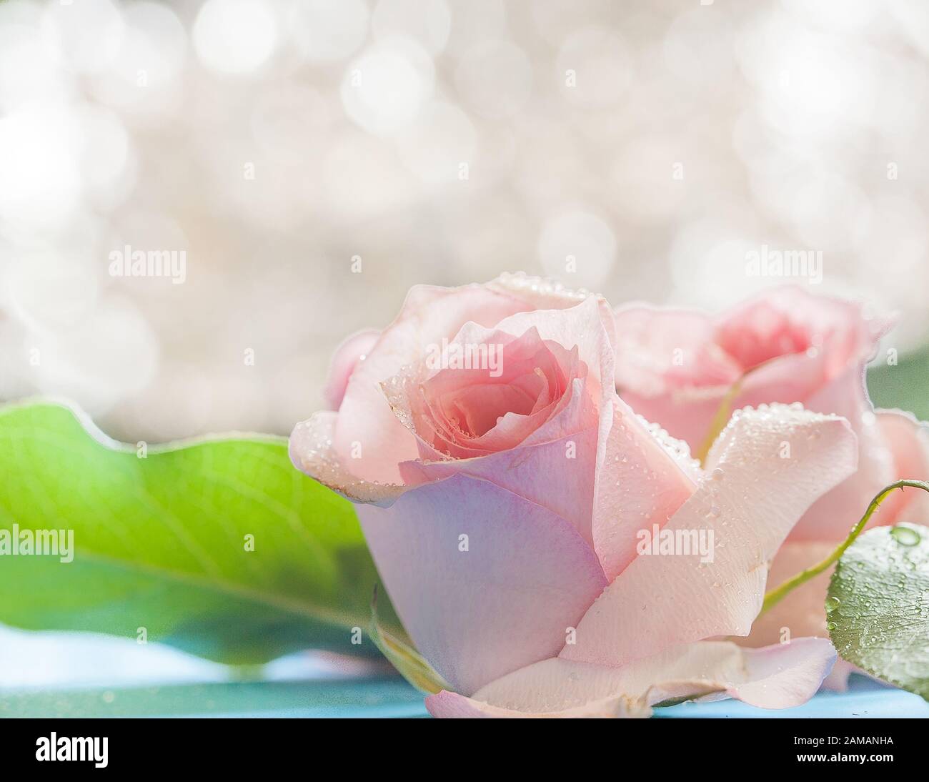 A beautiful tender pink flower of rose covered by water drops Stock ...