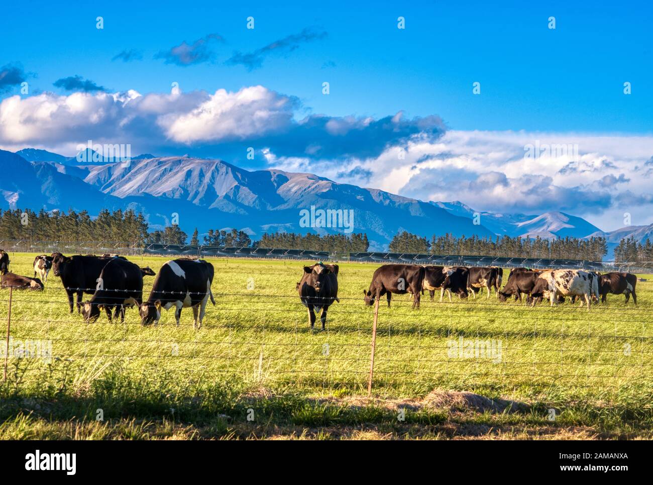 Dairy farm new zealand hires stock photography and images Alamy
