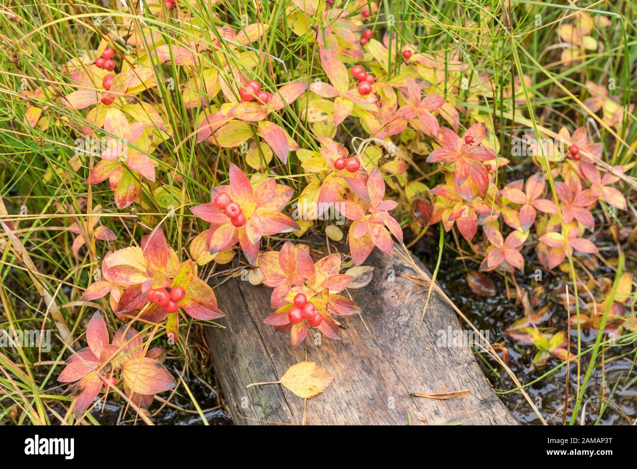 Bearberry in autumn. Fall colors - ruska time in Lapland. Finland, Nordic countries in Europe Stock Photo