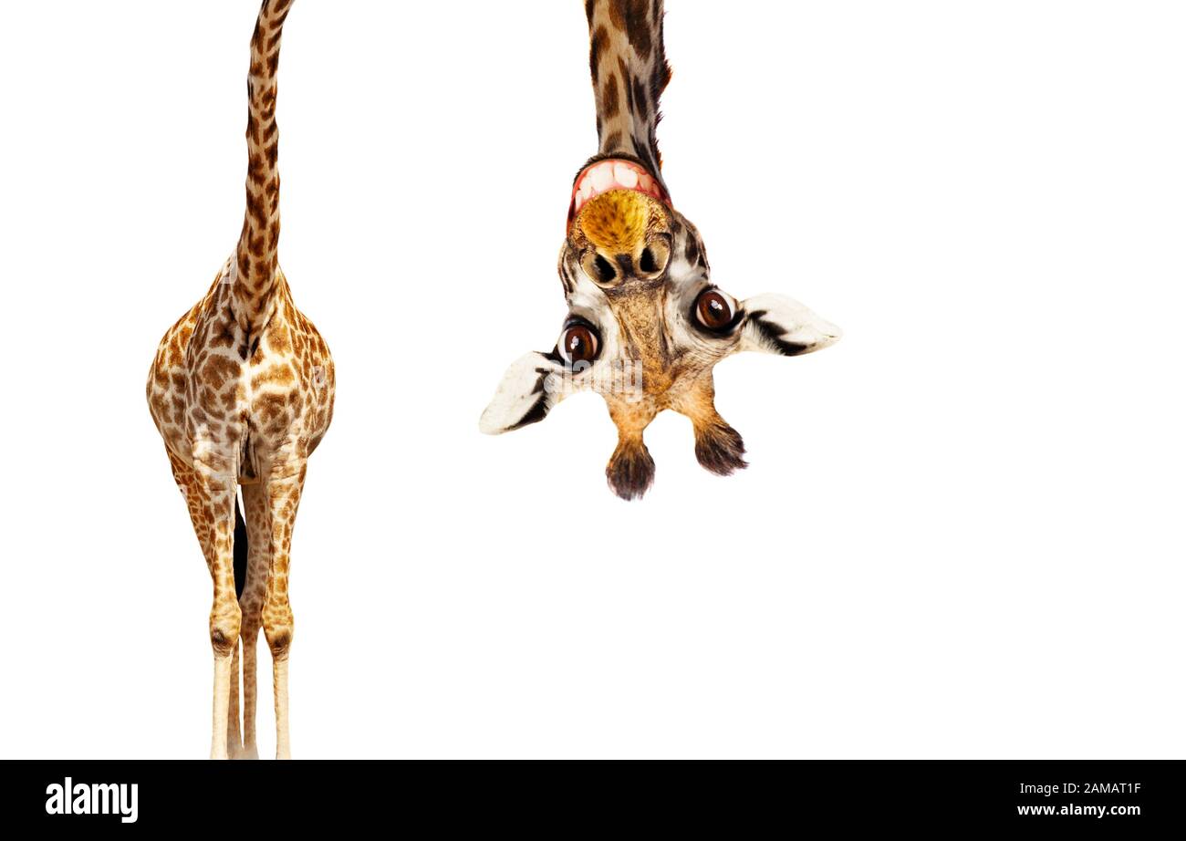 Funny cute upside down portrait of giraffe with long head on white background Stock Photo - Alamy Funny cute upside down portrait of giraffe with long head on white background Stock Photo - Alamy