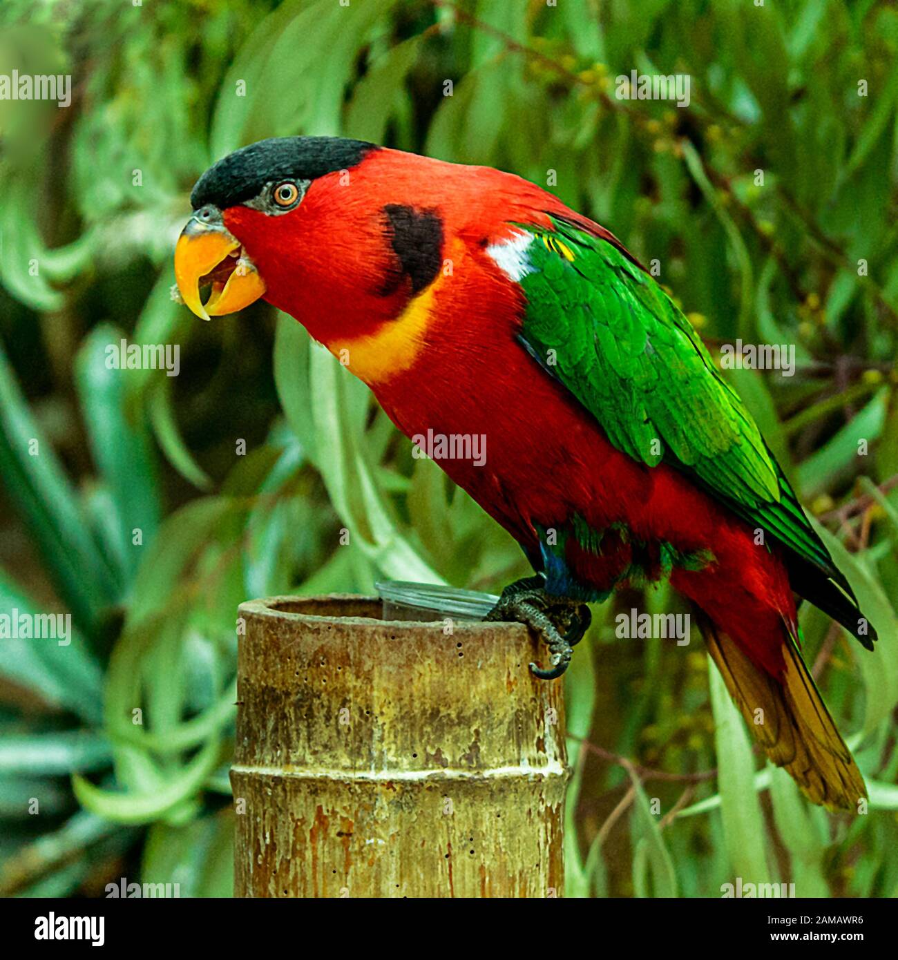 Picture parrot beautiful colors hi-res stock photography and images - Alamy