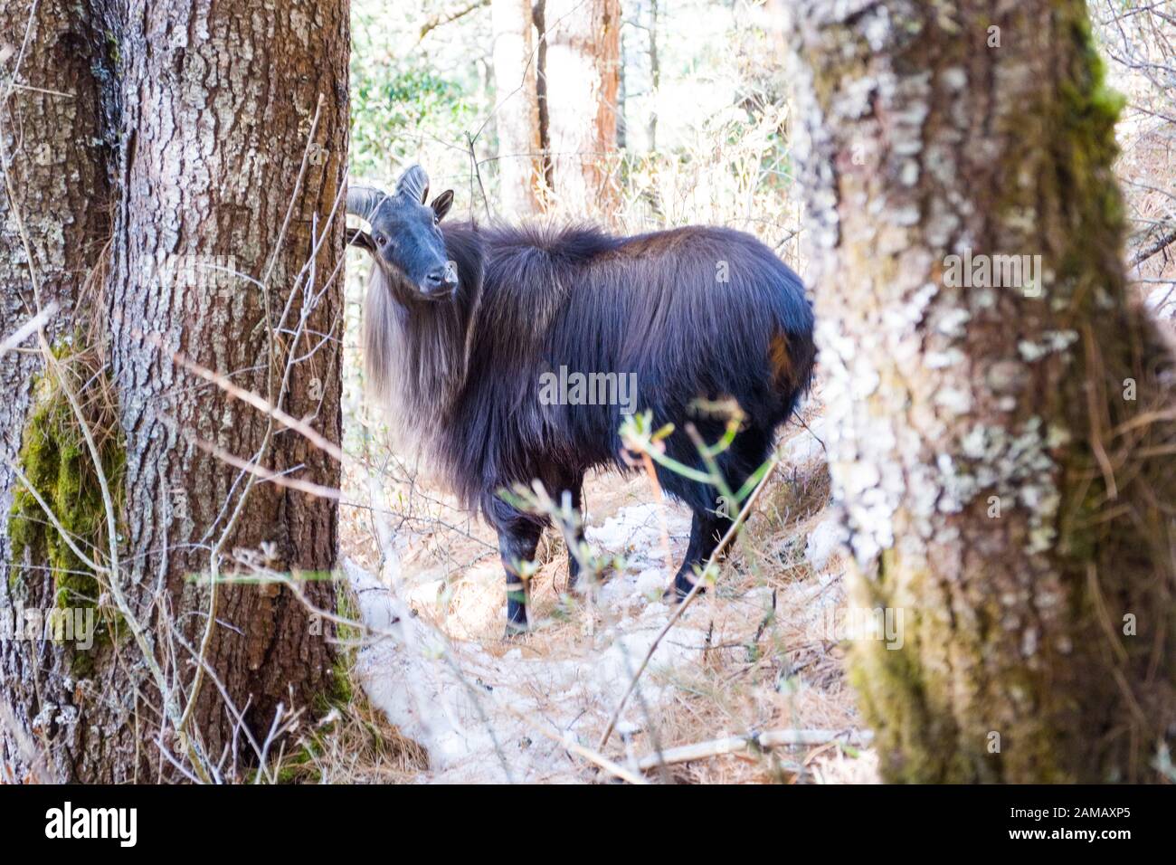 Himalayan Thar / Tahr, a large wild goat, in the Khumbu region of the Nepal Himalayas Stock Photo