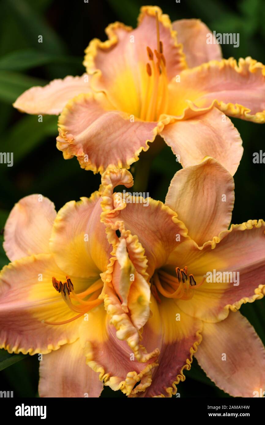 Pink flowers. Hemerocallis Mississippi Earl Watts. Daylilies blossom in the summer. Stock Photo