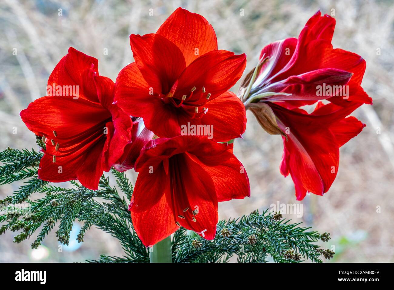 Detailed close up of red amaryllis (hippeastrum)  flowers showing details like pistils and pollen Stock Photo