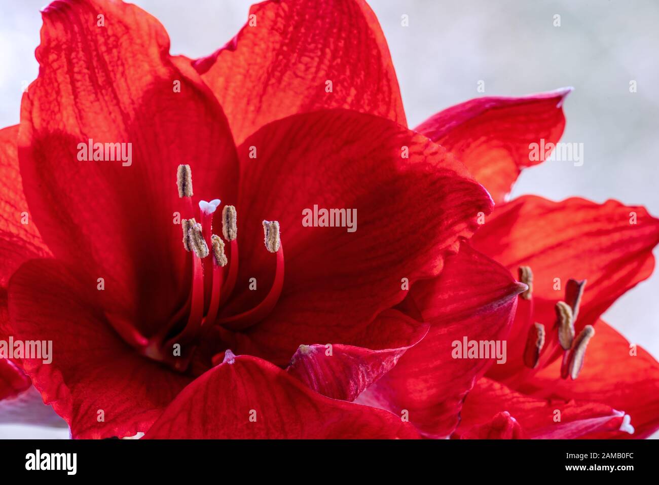 Detailed close up of red amaryllis (hippeastrum)  flowers showing details like pistils and pollen Stock Photo