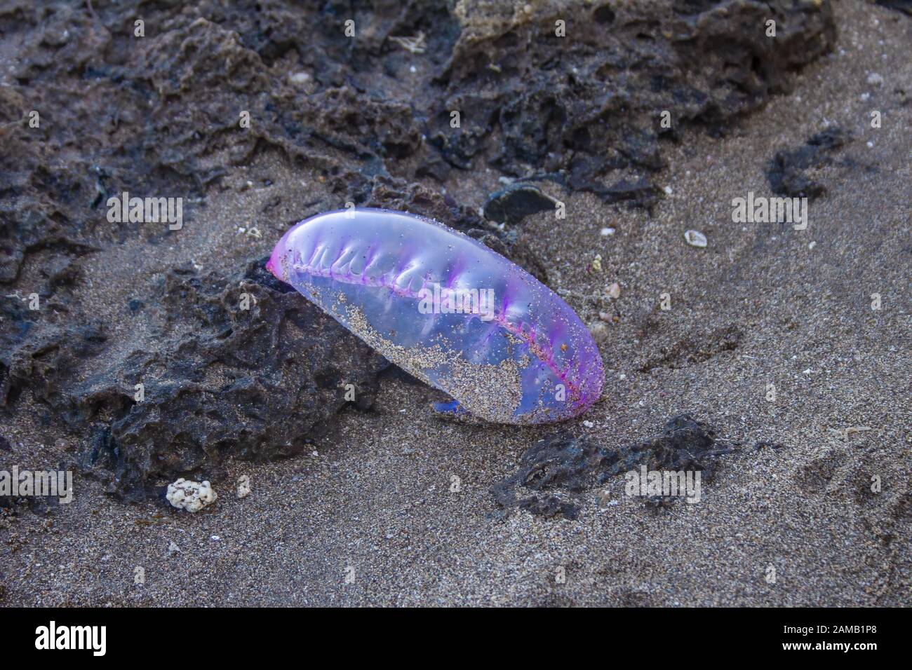 Portuguese Man of War washed up on Treasure Beach, Jamaica Stock Photo
