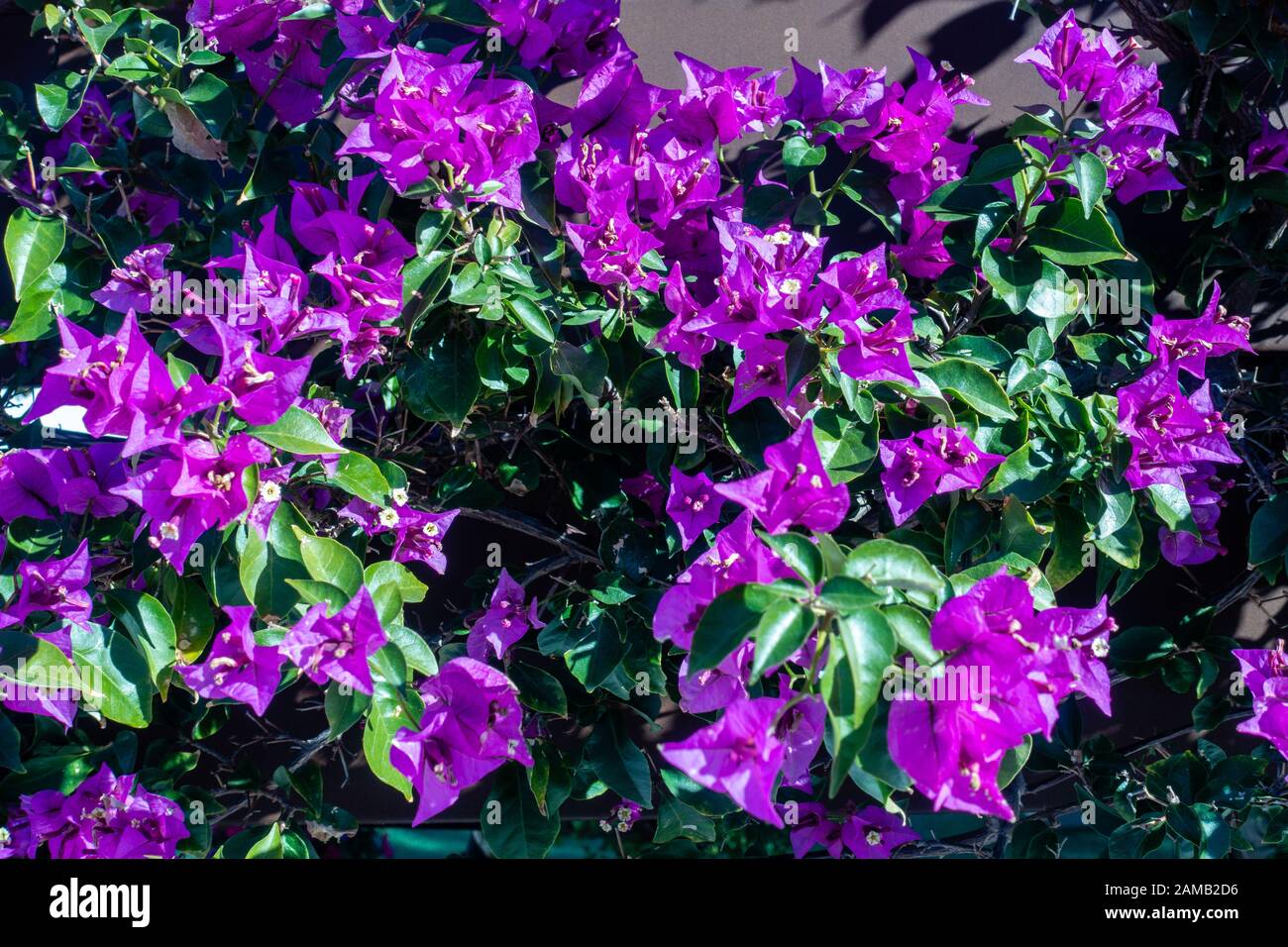 purple flowers in bloom Stock Photo Alamy