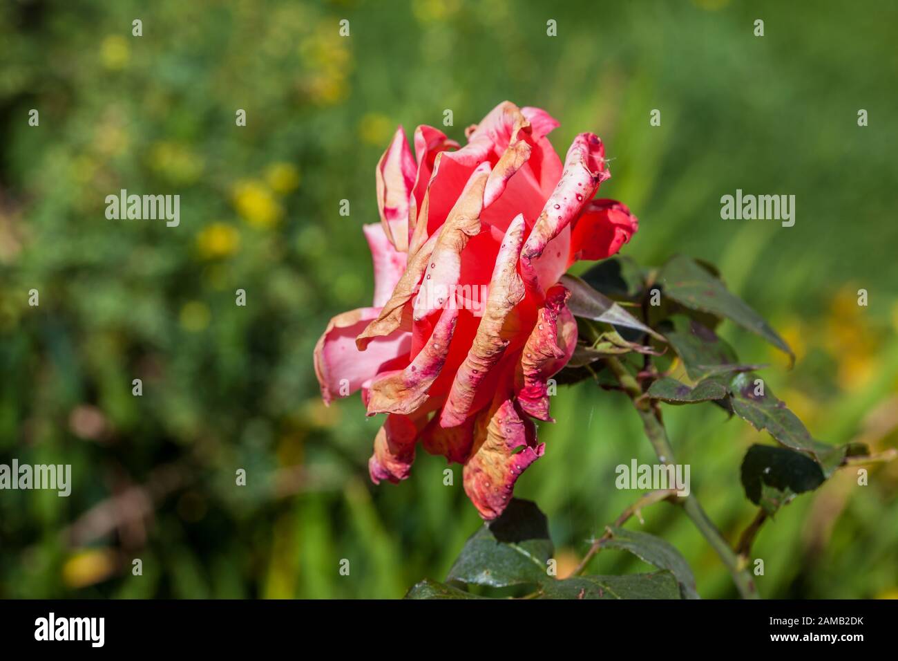 Rose flower burned by frost and sudden temperature changes Stock Photo