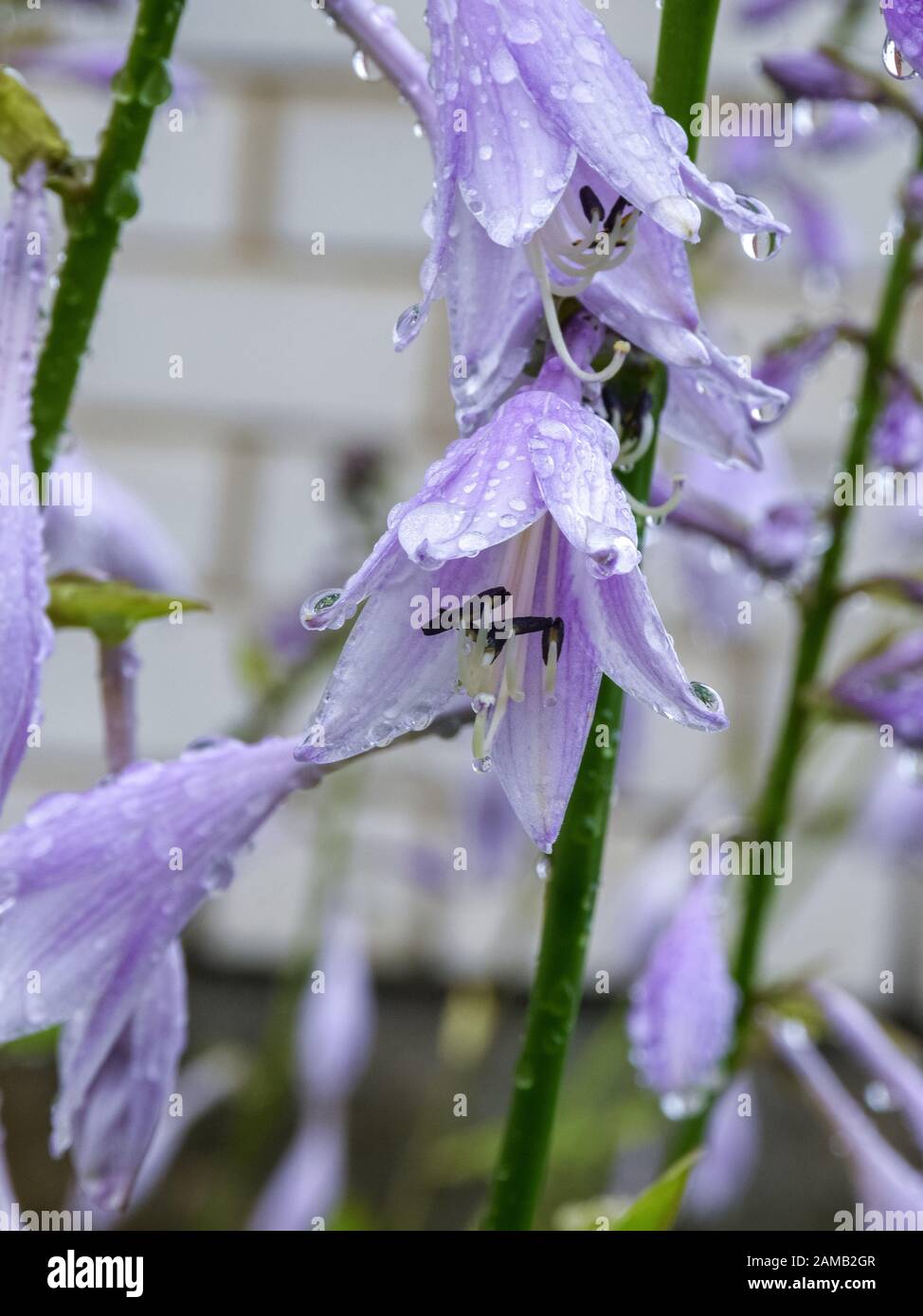 picture of plants after rain, dew drops, close-up view Stock Photo