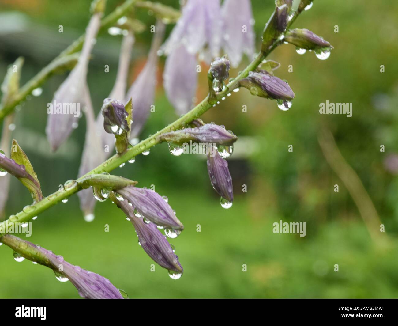 Picture of plants hi-res stock photography and images - Alamy