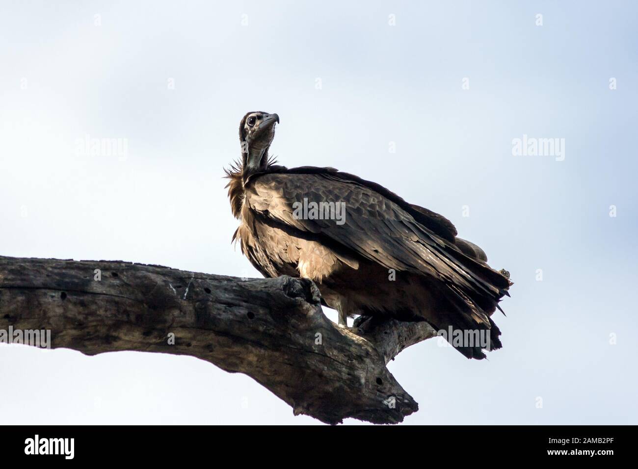 Hooded Vulture (Necrosyrtes Monachus) perching by Tana lake, Ethiopia. Stock Photo