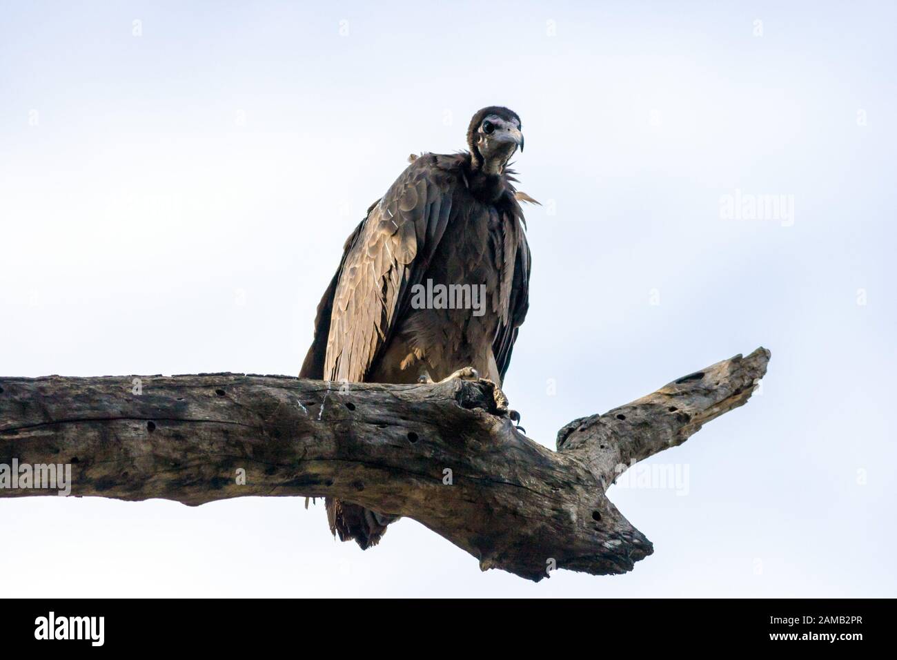 Hooded Vulture (Necrosyrtes Monachus) perching by Tana lake, Ethiopia. Stock Photo