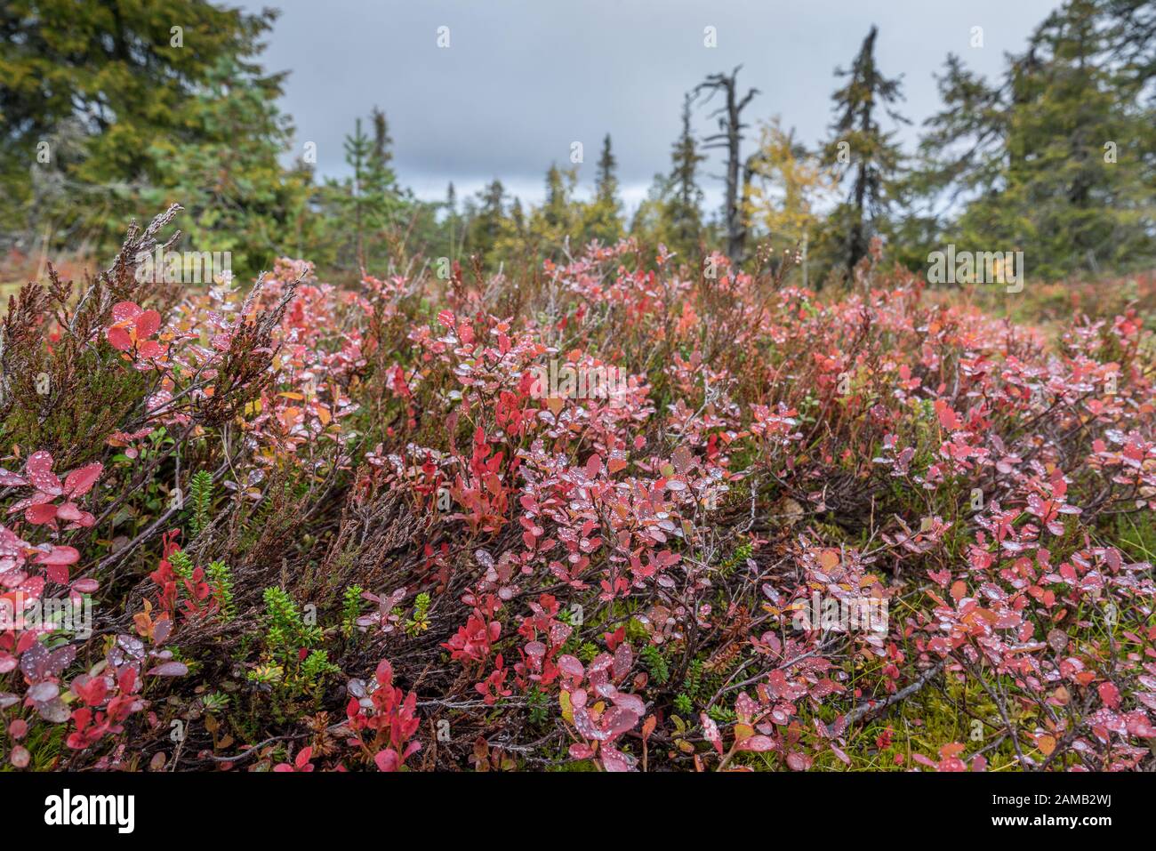 Mountains, forests, lakes view in autumn. Fall colors - ruska time in Iivaara. Oulanka national park in Finland. Lapland, Nordic countries in Europe Stock Photo