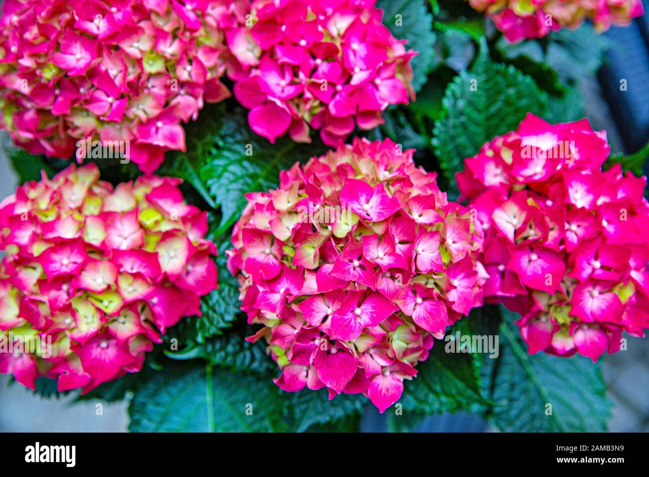 Pink hortensia flower blooming in spring and summer in a garden. Bright vivid color. Stock Photo