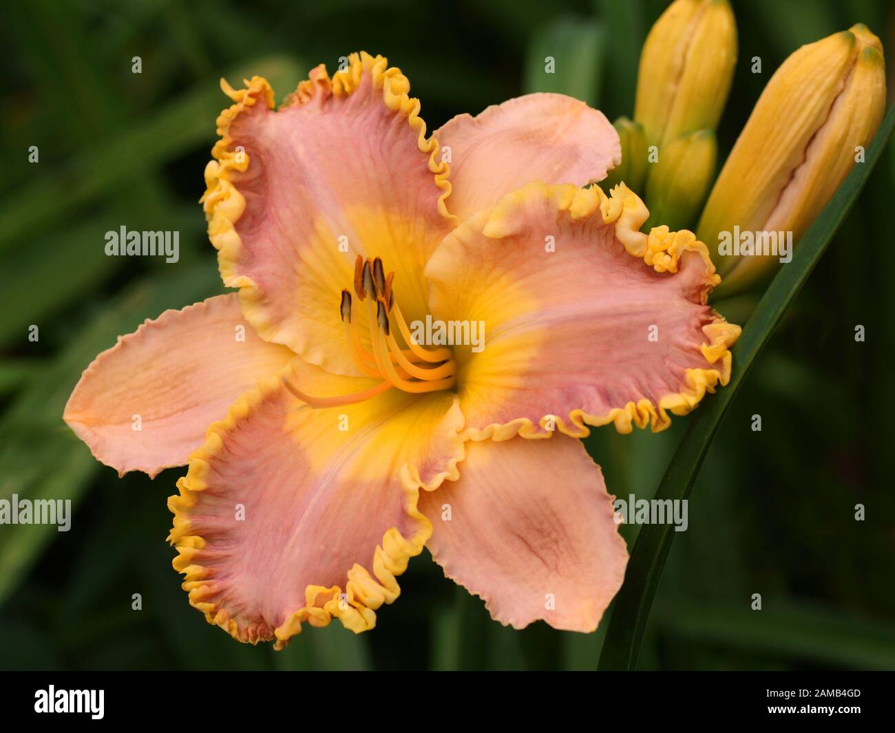 Daylily flower close-up. Hemerocallis Mississippi Earl Watts. Stock Photo