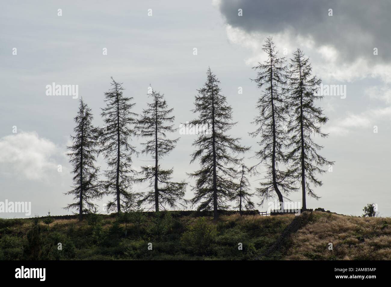 Stand of seven fir trees held  against the light with little cloud and pale blue sky Stock Photo