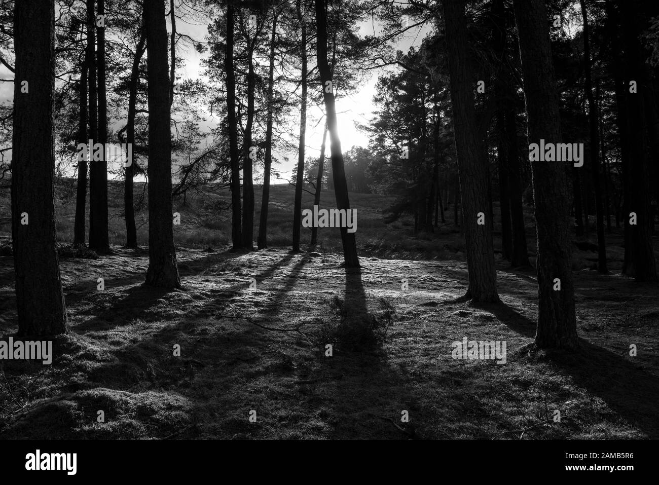 Low winter sun shining through a stand of trees with the trees in silhouette and casting dark shadows Stock Photo