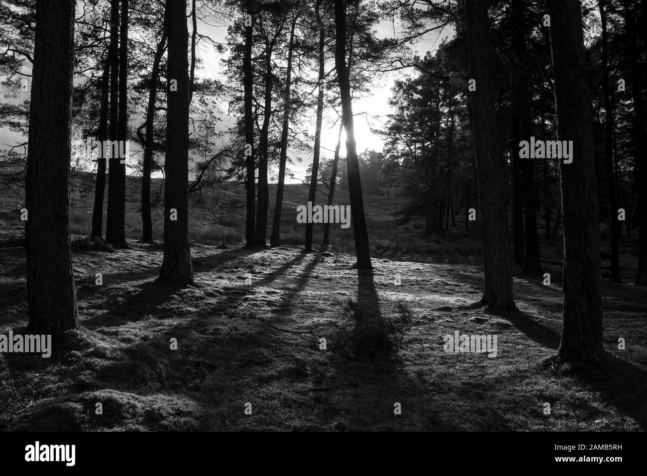 black and white image of low winter sun filtered through a stand of trees with trees held in silhouette and with dark shadows Stock Photo