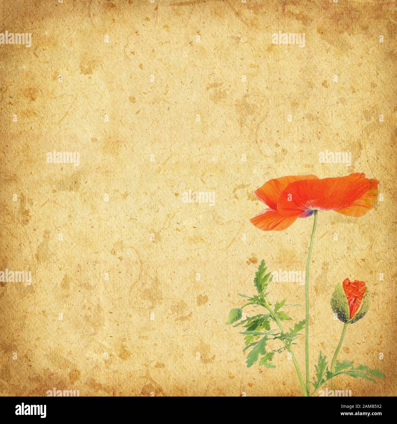 Background with corn poppy and old paper Stock Photo