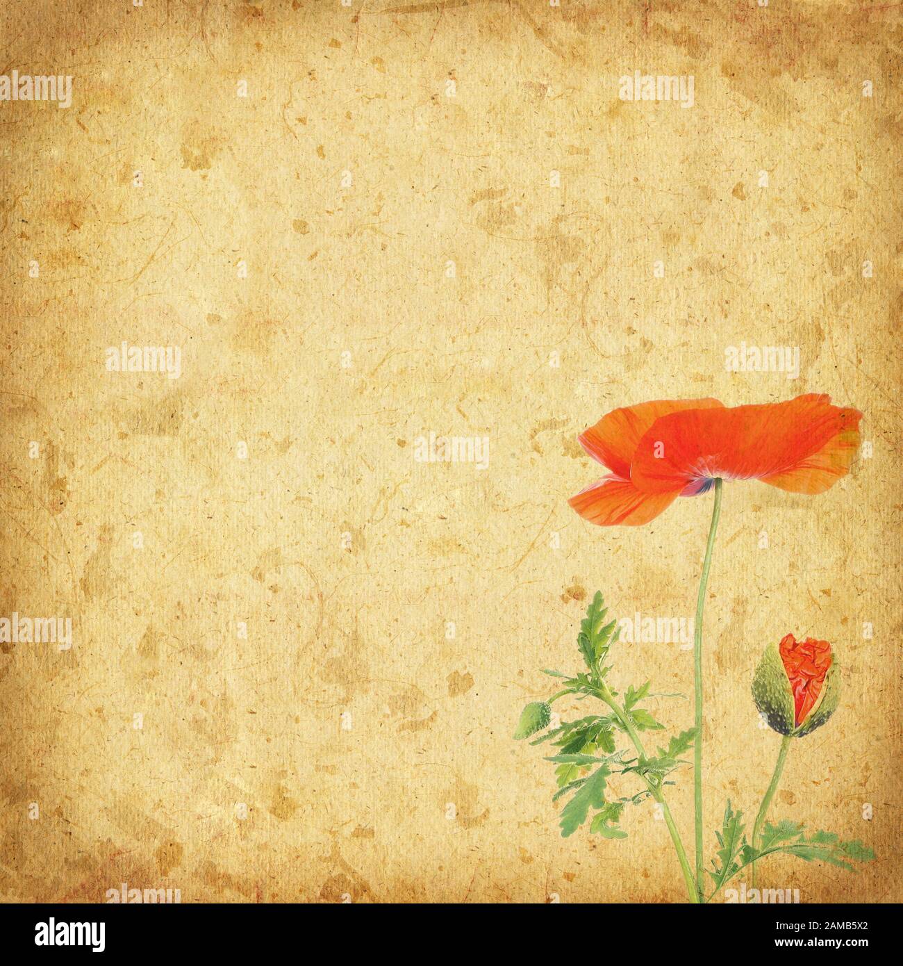 Vintage poppy wallpaper hi-res stock photography and images - Alamy