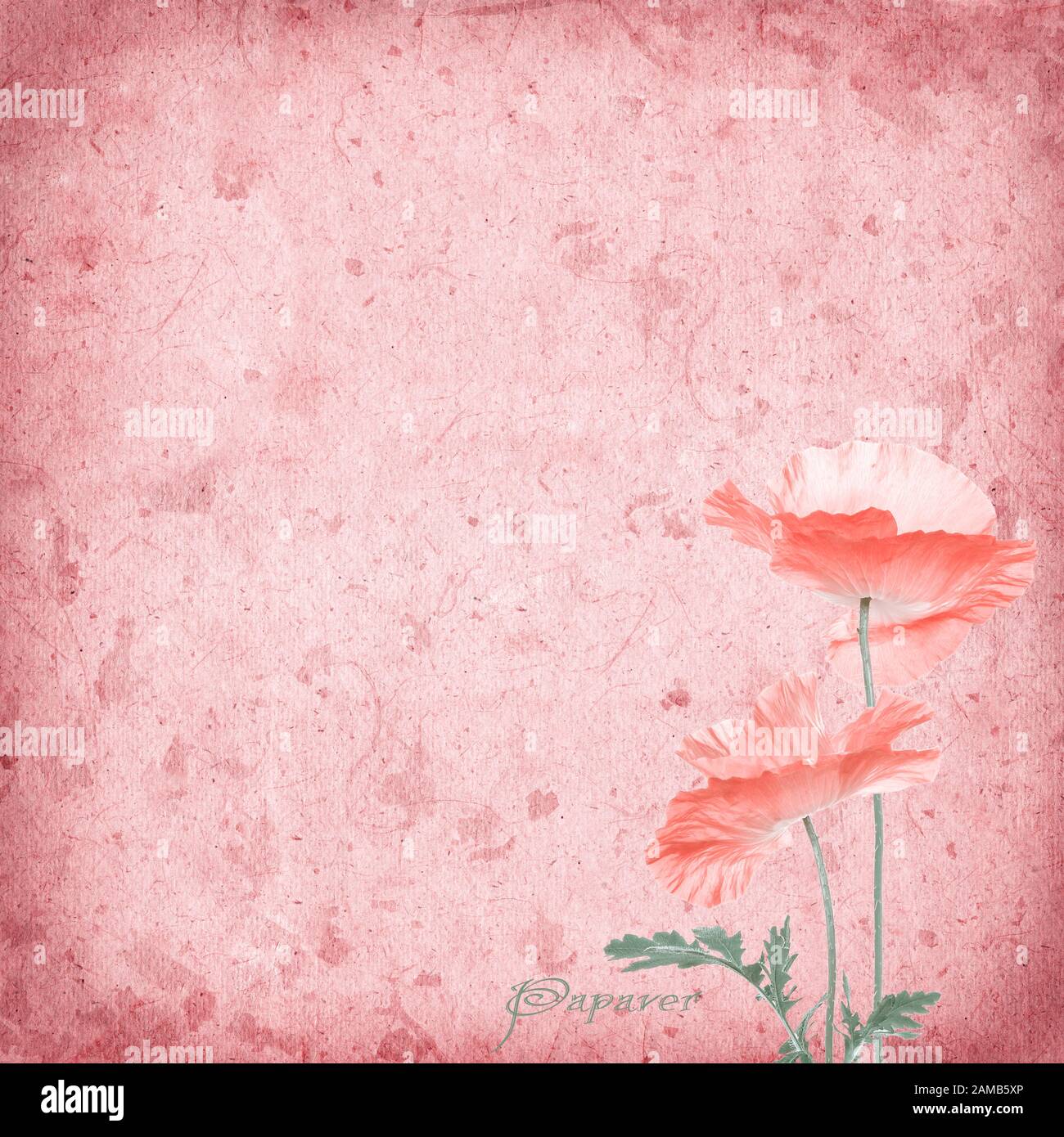 Background with corn poppy and old paper Stock Photo