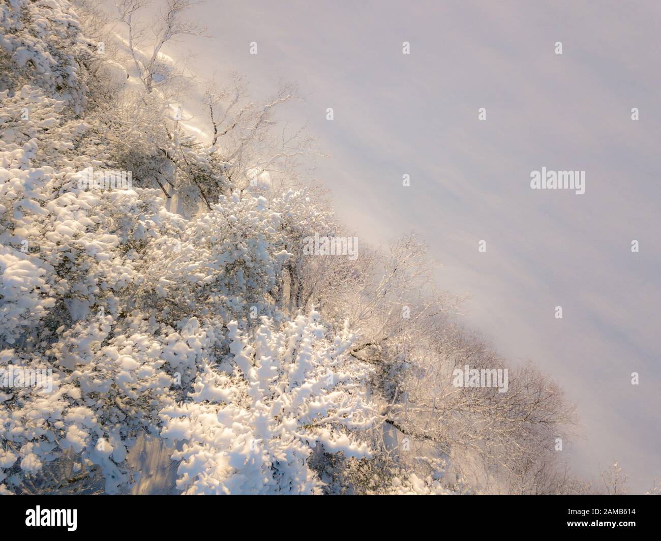 Snowy dreamlike trees and white snow blanket Stock Photo