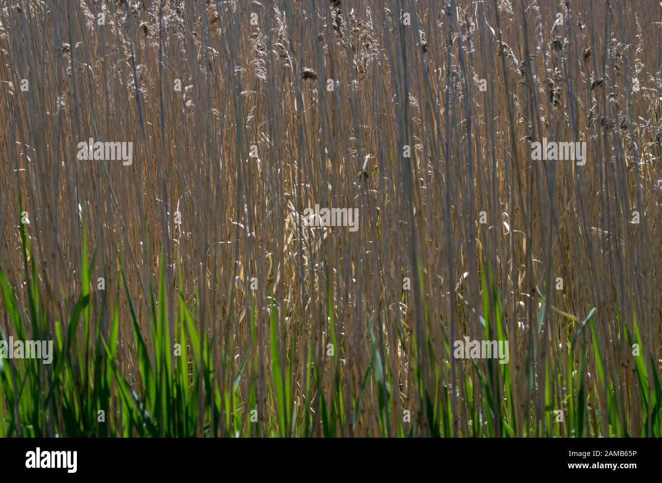 Sun catching new green shoots against a background of reeds at edge of water margin Stock Photo