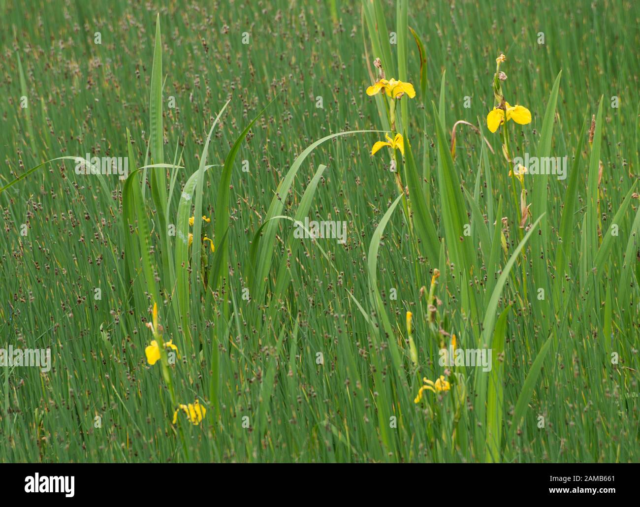 Yellow iris standing out against  common spike rush on freshwater margin Stock Photo