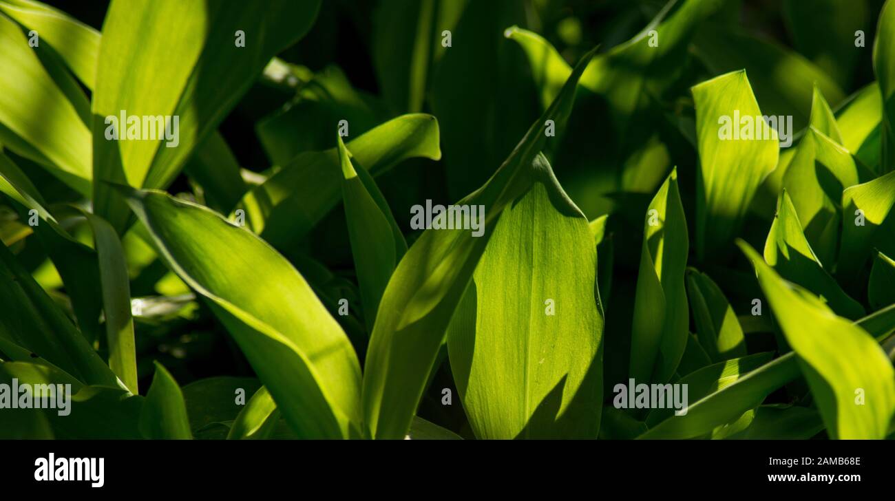 Close-up of Lily of the Valley leaves catching spring sunshine Stock Photo