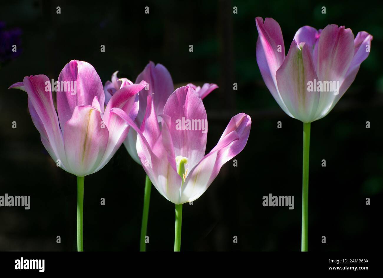 Four pink tinged tulips in full sun with petals highlighted against black background Stock Photo