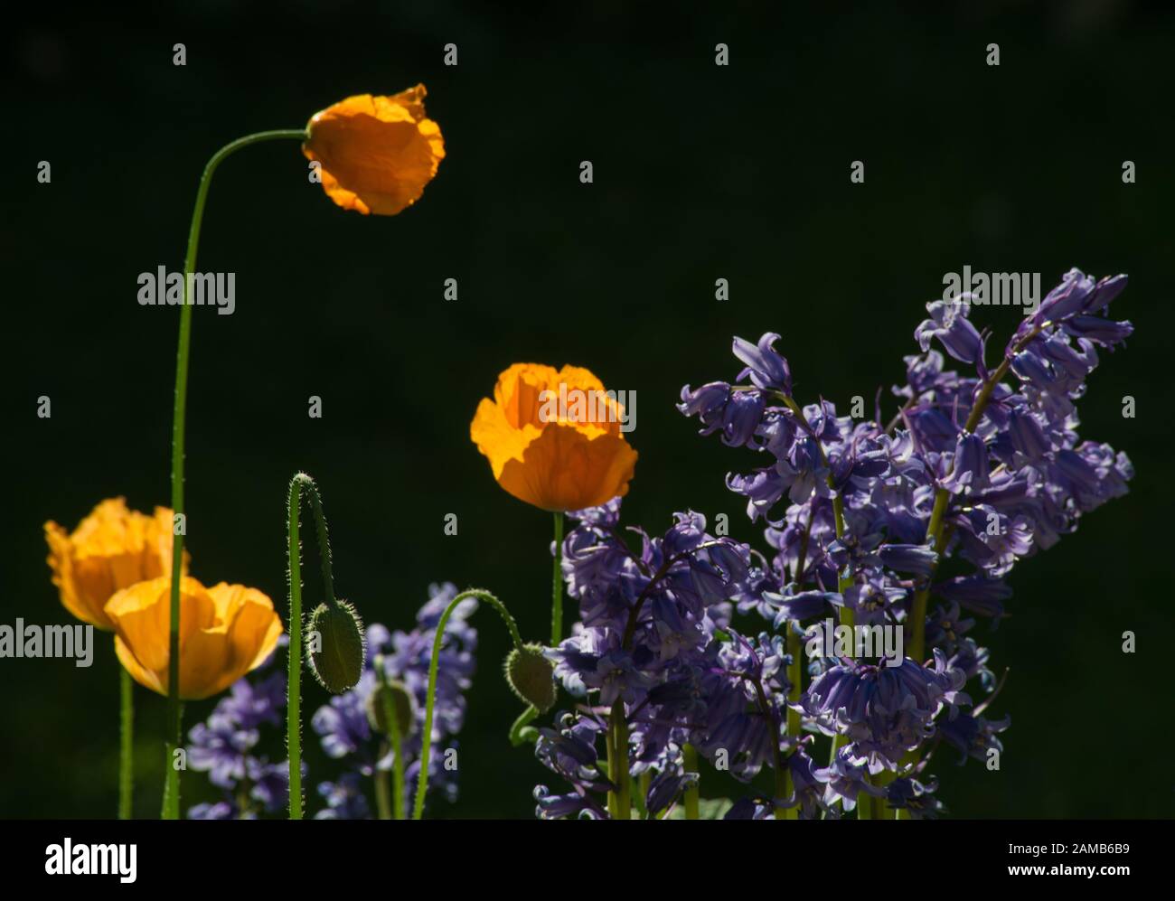 Orange poppies and bluebells with bright sun highlighting the flowers against a dark background Stock Photo