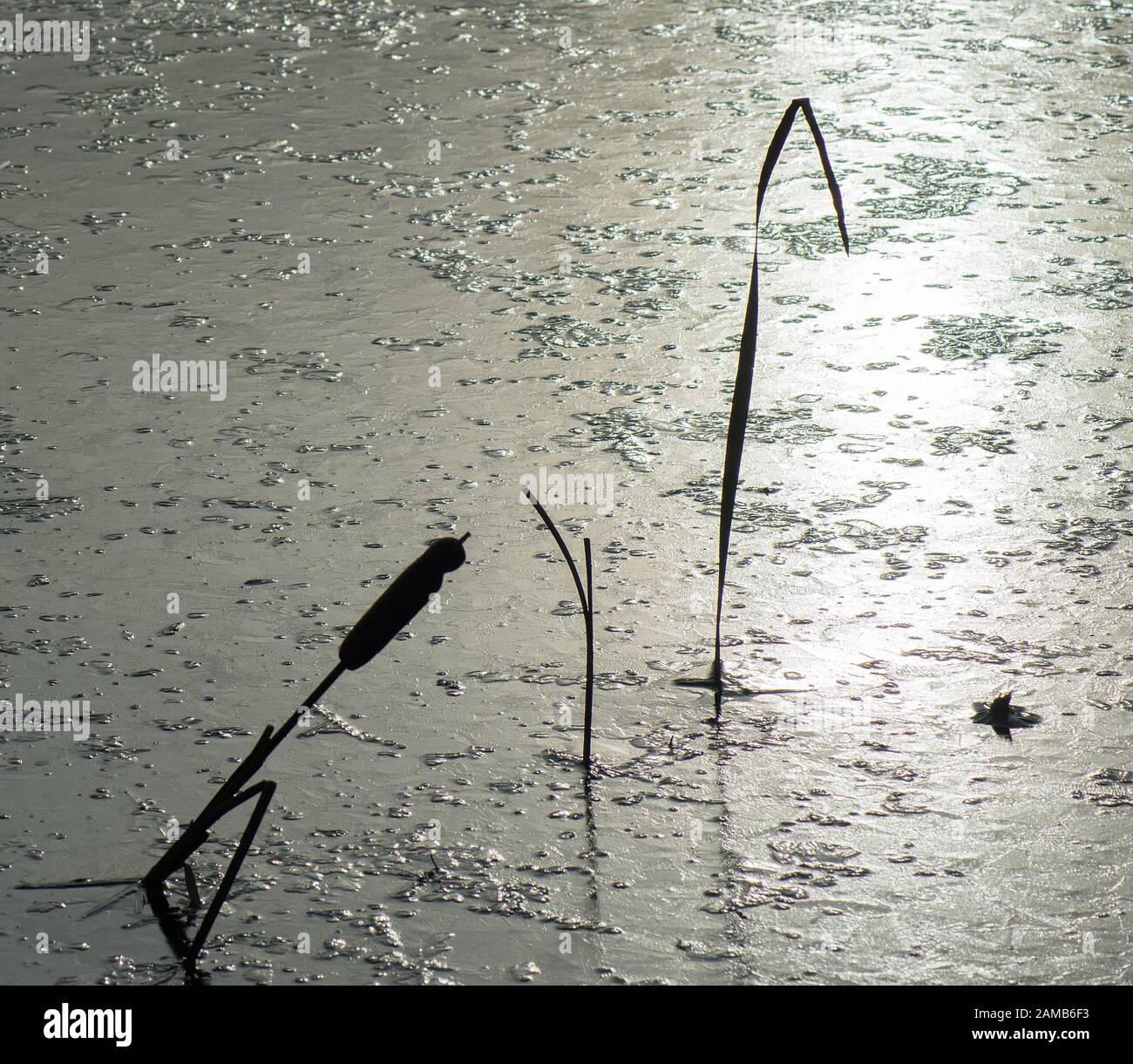 Right Triangles In Nature