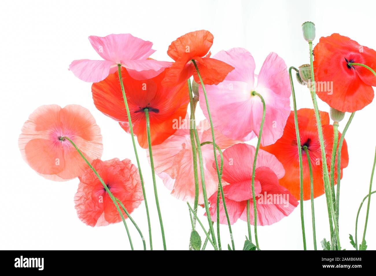 Different colored poppy flowers, isolated Stock Photo