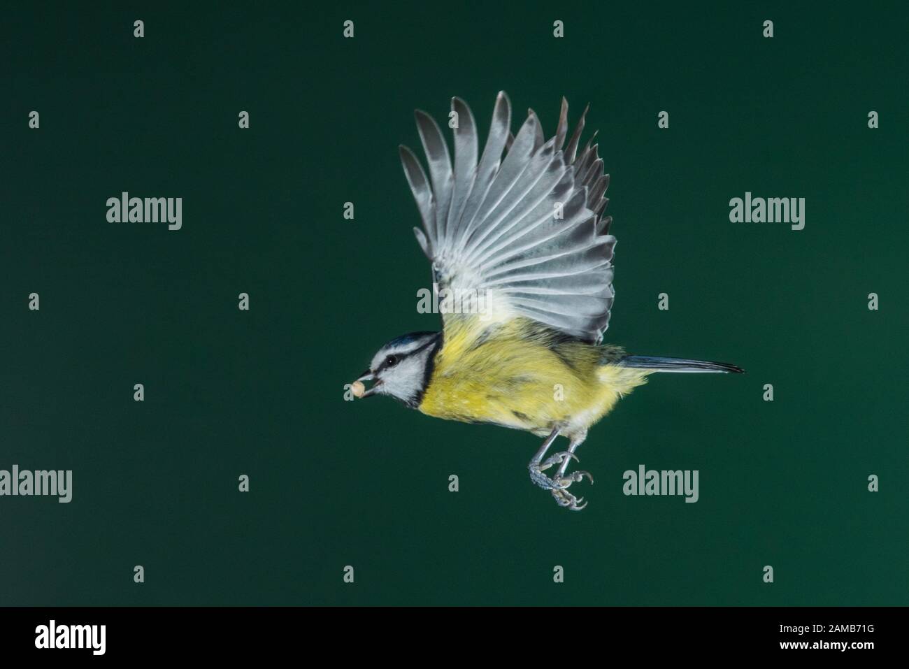 A Blue Tit (Parus caeruleus) photographed using High speed flash in free flight in the Uk Stock Photo