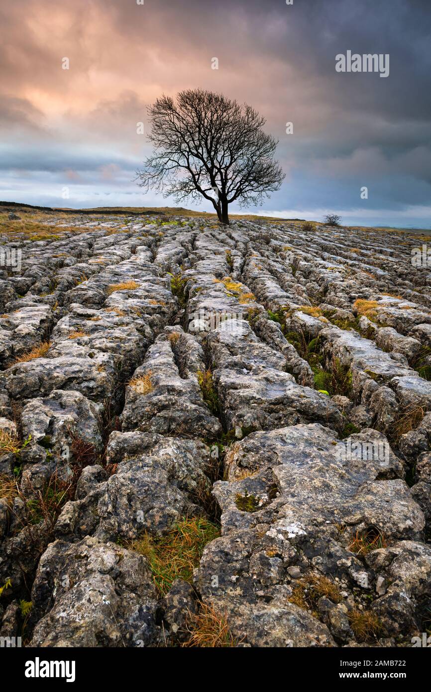The lone tree stands within the limestone pavement high above Malham in the North Yorkshire Dales National Park on a cold winter sunrise morning. Stock Photo