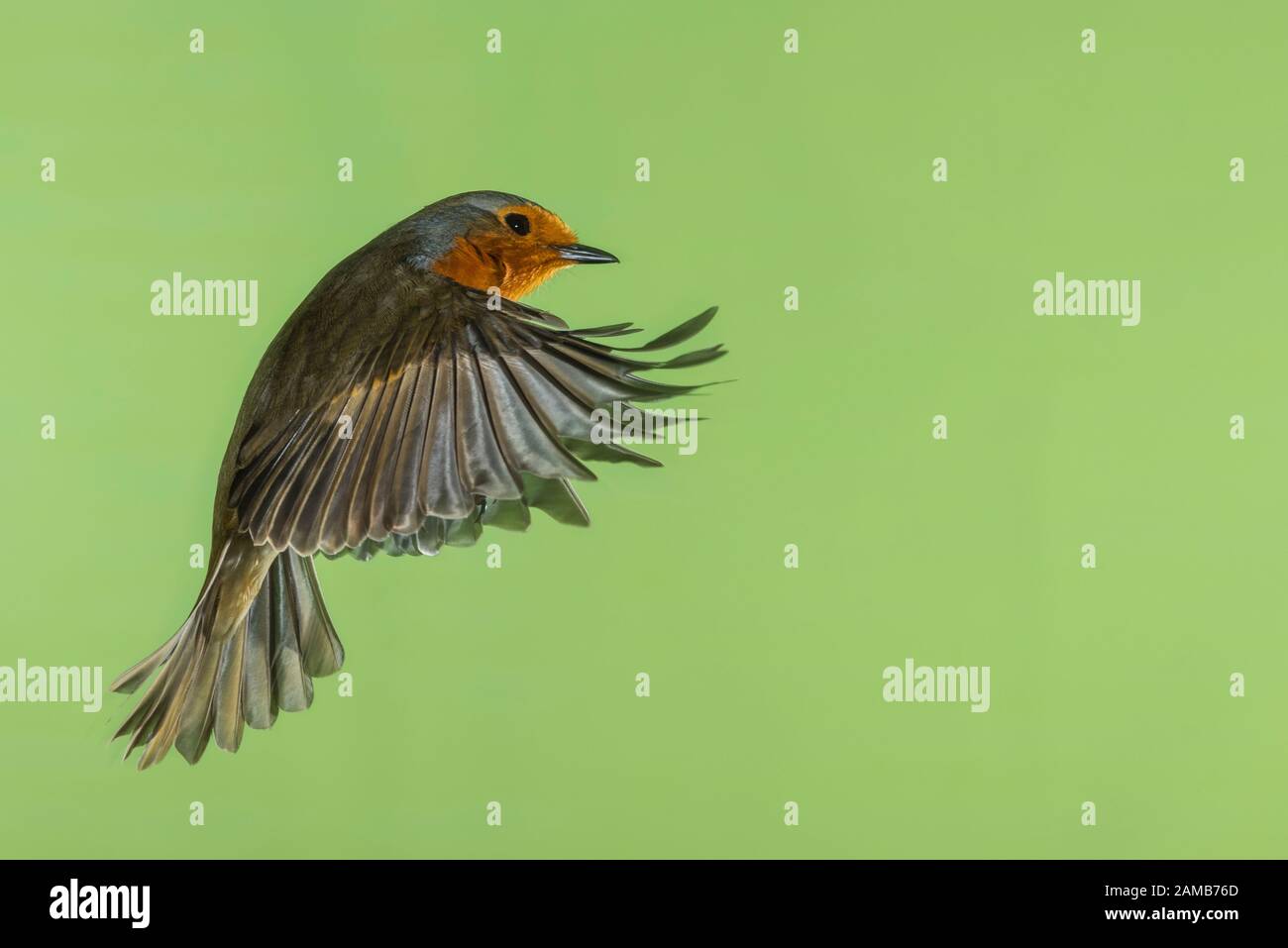 A Robin (Erithacus rubecula) photographed using High speed flash in free flight in the Uk Stock Photo