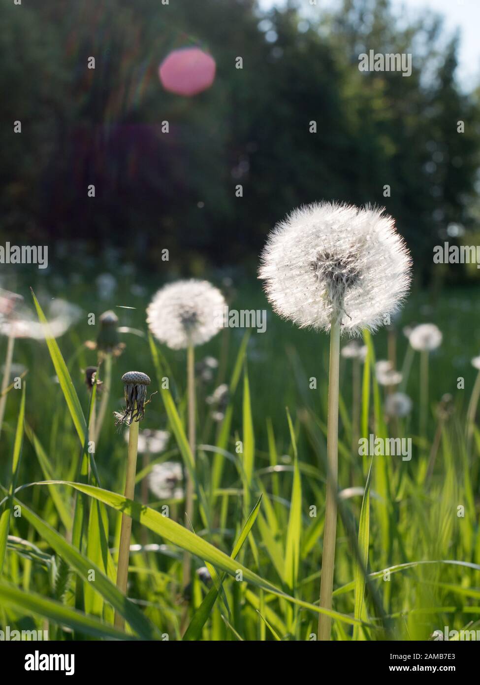 Dandelion flowers with seeds at hayfield Stock Photo